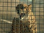 Hyundai Veloster vs. cheetah