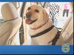 Bark Buckle UP Top 10 Pet-Safe Vehicles